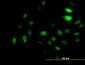 GCN5L2 Antibody (monoclonal) (M01)